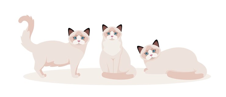 Vector un conjunto de gatos ragdoll sobre un fondo blanco diseño de dibujos animados