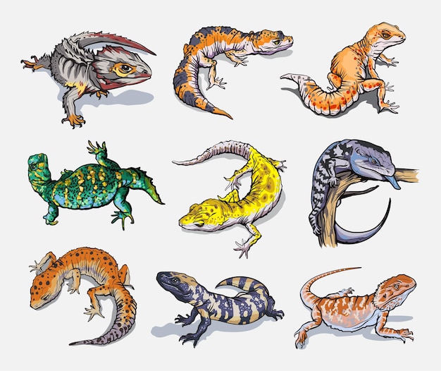 Vector conjunto con geblephars, animales lagarto reptil. colección con diferentes formas raras de geblephars. ilustración dibujada a mano. naturaleza salvaje. aislado.