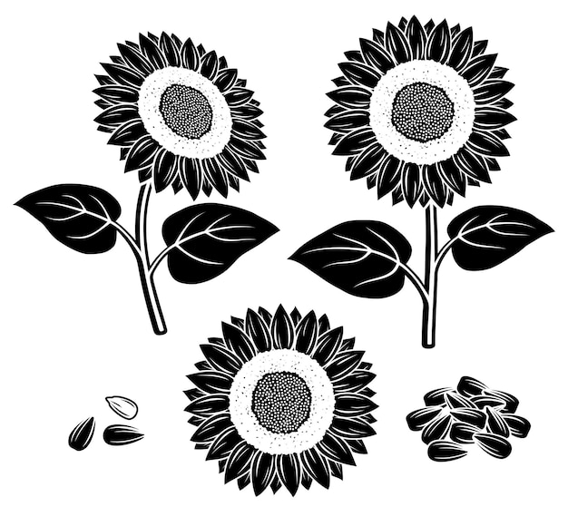 Conjunto de girasol. colección de ilustraciones vectoriales, semillas, agricultura