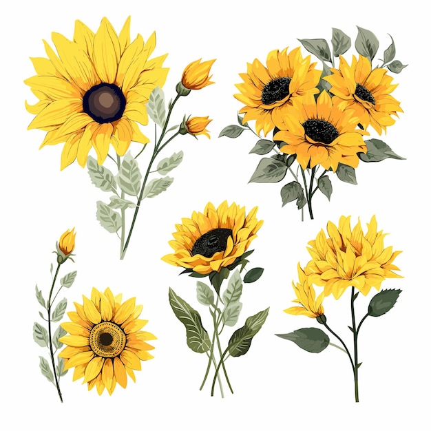 Vector conjunto de girasoles de acuarela para la boda