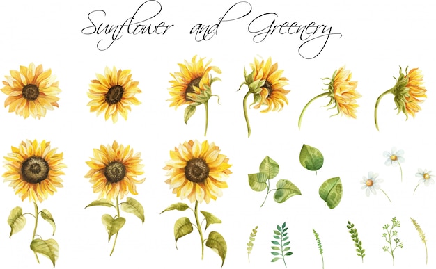 Vector conjunto de girasoles y hojas. pintado a mano acuarela clipart