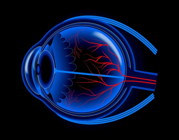 conjunto de globo ocular humano realista aislado o cerca de la retina del globo ocular humano con pupila e iris