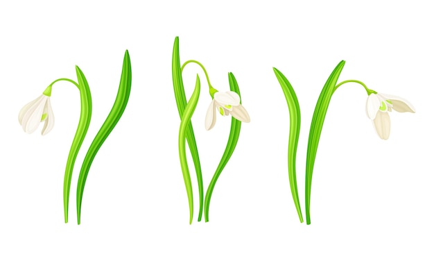 Conjunto de gotas de nieve blancas hermosa ilustración vectorial de la primera flor de primavera