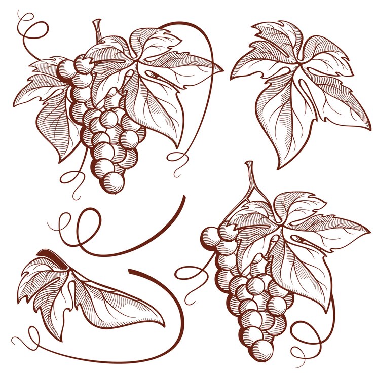 Conjunto gráfico de 6 racimos de uvas y elementos de vid.