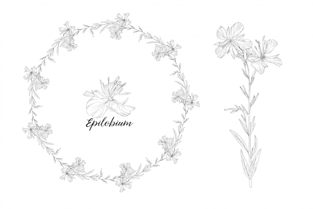Conjunto de gráficos vectoriales de elementos florales. Epilobio