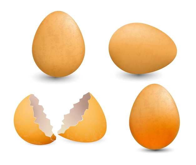 Vector conjunto de granja de huevos de gallina realista huevo roto o agrietado con cáscara de huevo o pollo de huevo duro
