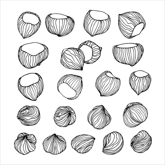 Un conjunto de granos de avellana pelados y nueces en una cáscara Un elemento de motivos decorativos En tinta negra