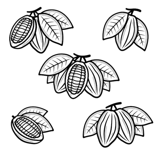Conjunto de granos de cacao Colección de iconos de granos de cacao Vector