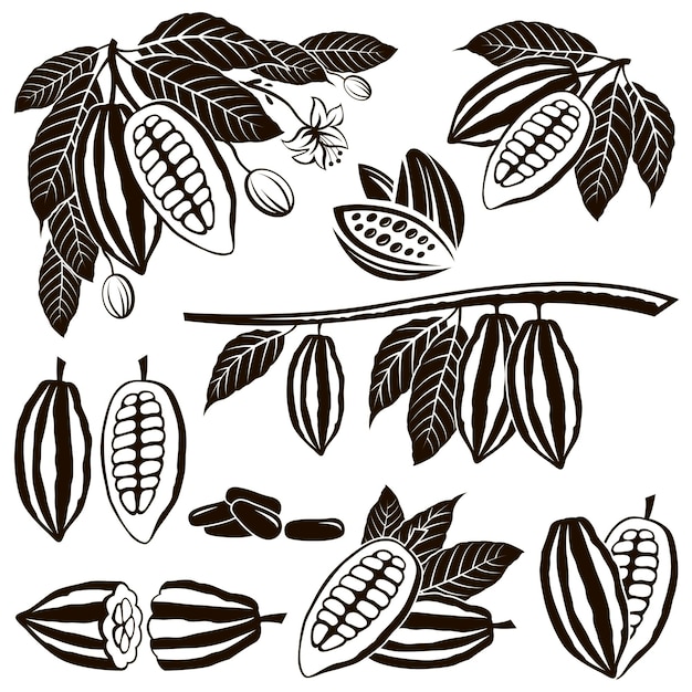 conjunto de granos de cacao