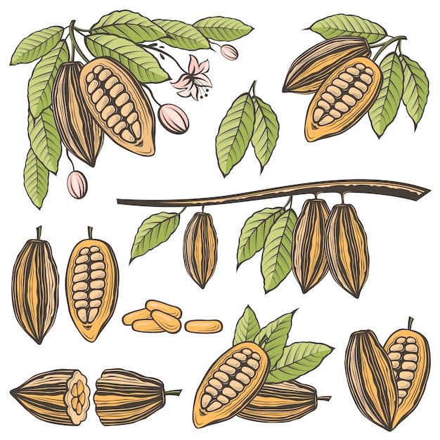 Vector conjunto de granos de cacao