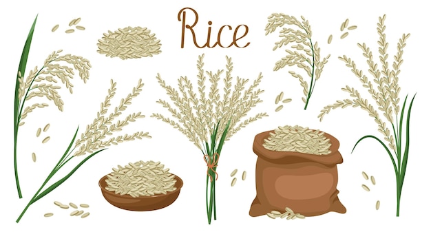Un conjunto de granos y espiguillas de arroz Planta de arroz granos de arroz en un plato y bolsa de ramo de arroz