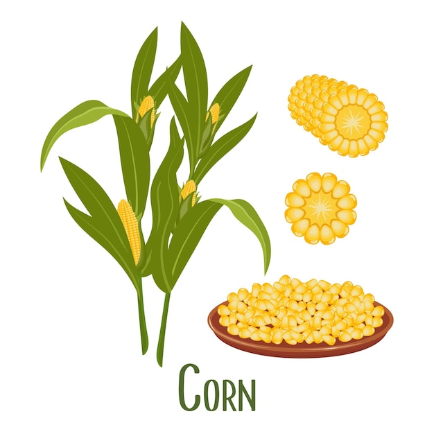 Vector conjunto de granos de maíz y mazorcas de maíz planta de maíz maíz dulce mazorcas de maíz granos de maíz en un plato
