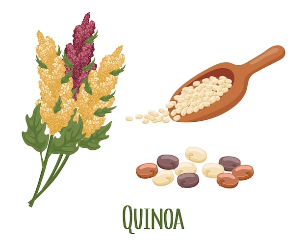 Vector conjunto de granos de quinoa y espikelets quinoa planta de quinoa granos de quinoa en una cuchara de madera agricultura alimentos