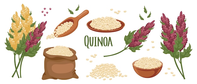 Conjunto de granos de quinua y espiguillas Planta de quinua granos de quinua en un plato y bolsa Agricultura