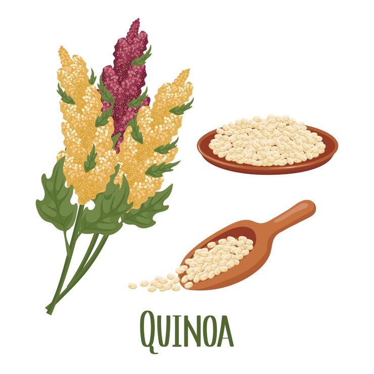 Vector conjunto de granos de quinua y espiguillas planta de quinua granos de quinua en un plato cuchara agricultura alimentos