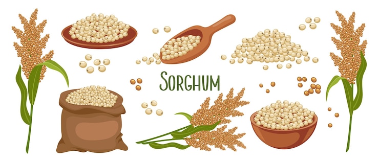 Vector conjunto de granos de sorgo y espiguillas planta de sorgo granos de sorgo en un plato, espátula y bolsa