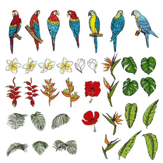 Vector conjunto de guacamayo con flores y hojas tropicales