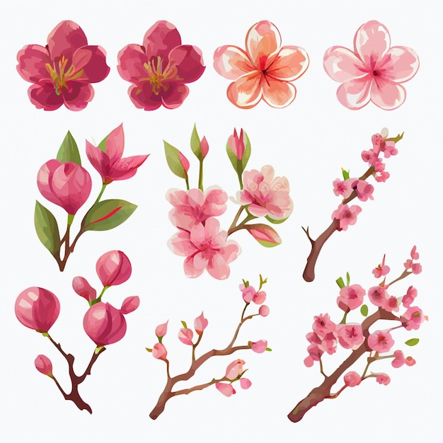 Conjunto de hermosas flores de acuarela colección de flor de cerezo rosa