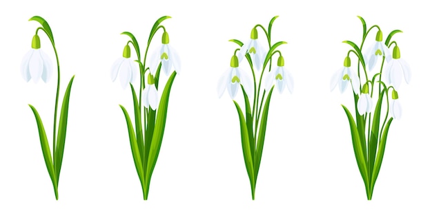 Conjunto de hermosas gotas de nieve blancas al estilo de dibujos animados Ilustración vectorial de flores de primavera y verano en tamaños grandes y pequeños con brotes cerrados y abiertos y hojas verdes aisladas sobre fondo blanco