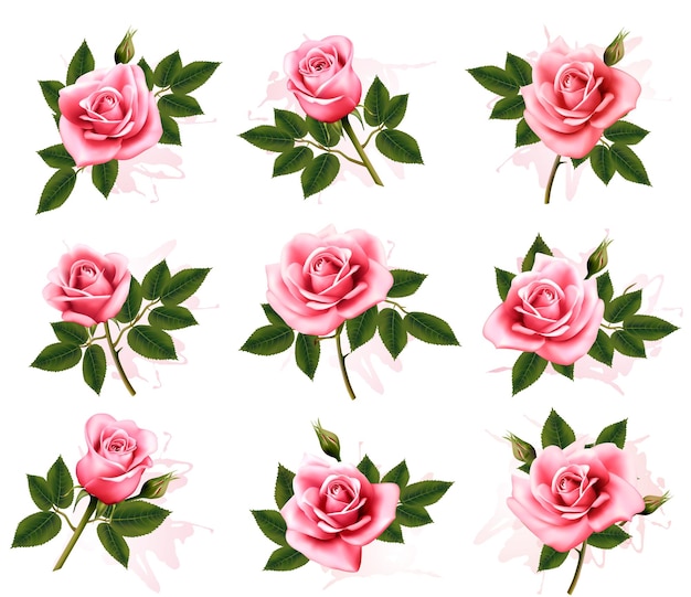 Conjunto de hermosas rosas rosadas. Vector.