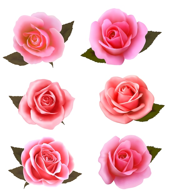 Vector conjunto de hermosas rosas rosadas.