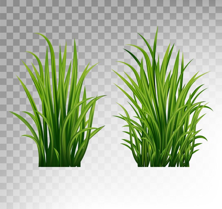 Vector un conjunto de hierba verde sobre un fondo transparente.