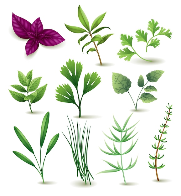 Conjunto de hierbas culinarias Plantas populares cuidado de la salud natural Banner de hierbas y especias de cocina aislado sobre fondo blanco