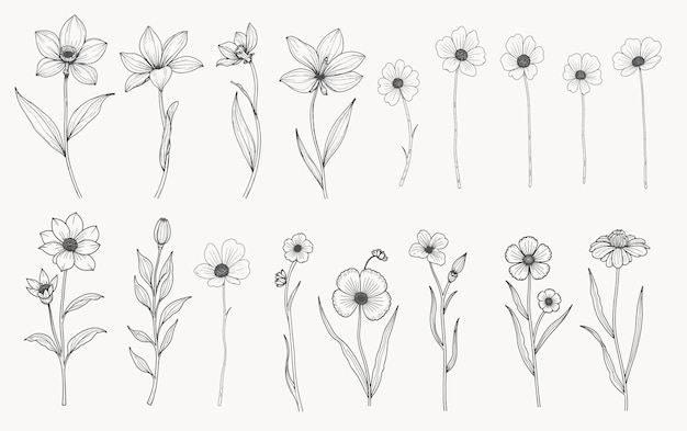 Conjunto de hierbas y flores silvestres Elementos florales dibujados a mano Ilustración vectorial