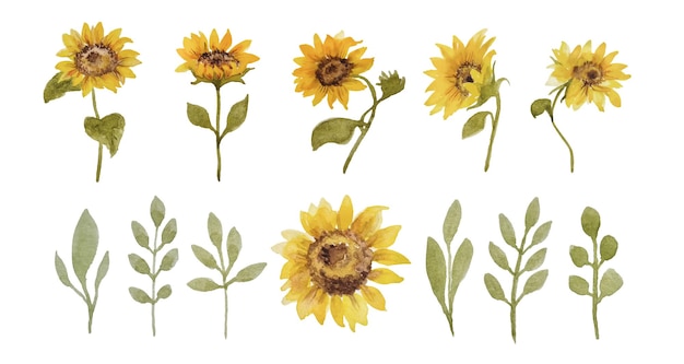 Conjunto de hierbas y girasoles acuarelas Elementos vectoriales en el fondo transparente