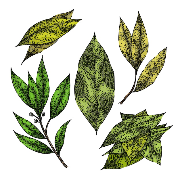 Conjunto de hierbas de hoja de laurel boceto vector dibujado a mano