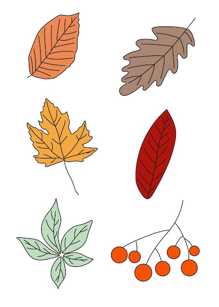 Conjunto de hojas aisladas de otoño en estilo de contorno en fondo blanco para iconos webs aplicaciones