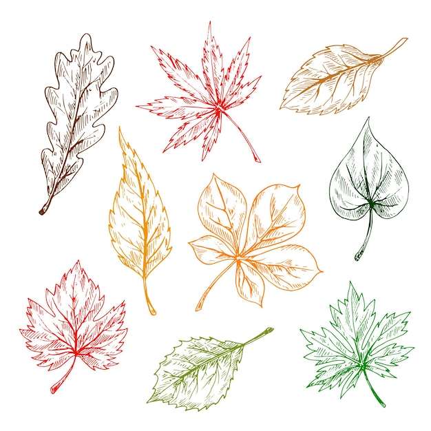 Vector conjunto de hojas de árboles y plantas. dibujo a lápiz dibujado a mano. roble, arce, abedul, álamo temblón, castaño, hojas de olmo para imprimir o diseñar en otoño