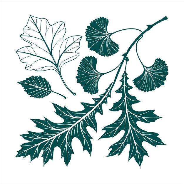 Conjunto de hojas botánicas vintage de arce de roble y diseño vectorial de ginkgo
