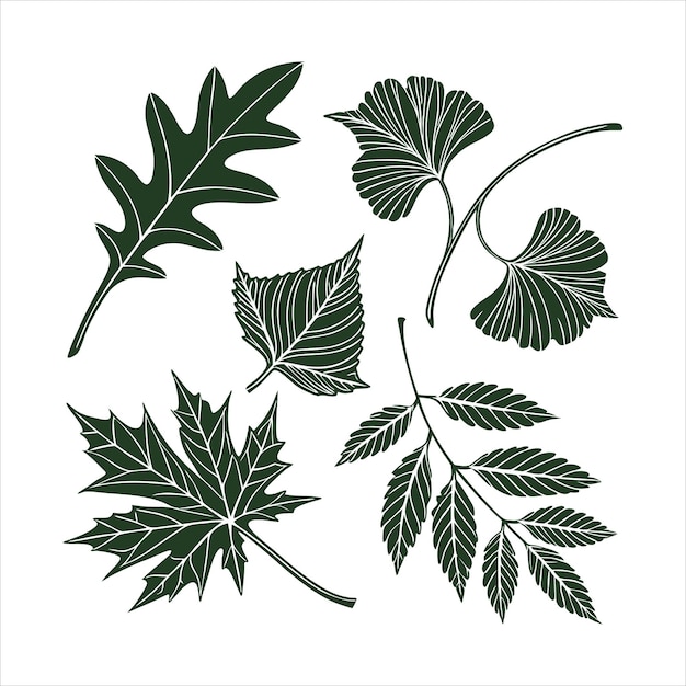 Conjunto de hojas botánicas vintage de arce de roble y diseño vectorial de ginkgo