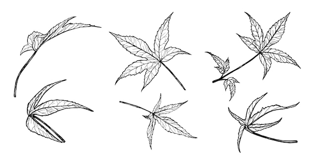 Conjunto de hojas de flores de hibisco Gráficos dibujados a mano en blanco y negro vector traducido Ilustración botánica