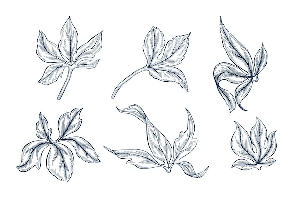 Conjunto de hojas de héleboro dibujado a mano botánico Ilustración vectorial aislada plantilla de boceto de hoja Grabado