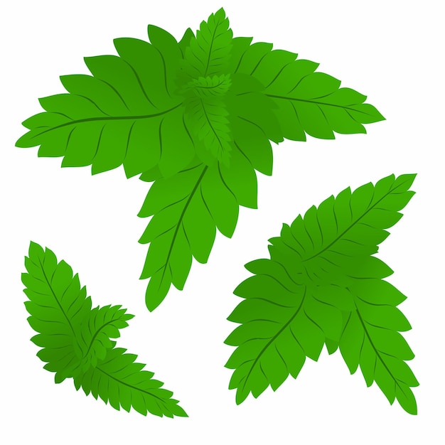 Conjunto de hojas de menta verdeGráficos vectoriales