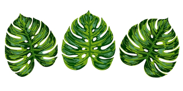 Conjunto de hojas de monstera de palma de la selva tropical Ilustración dibujada a mano vectorial Aislado en blanco