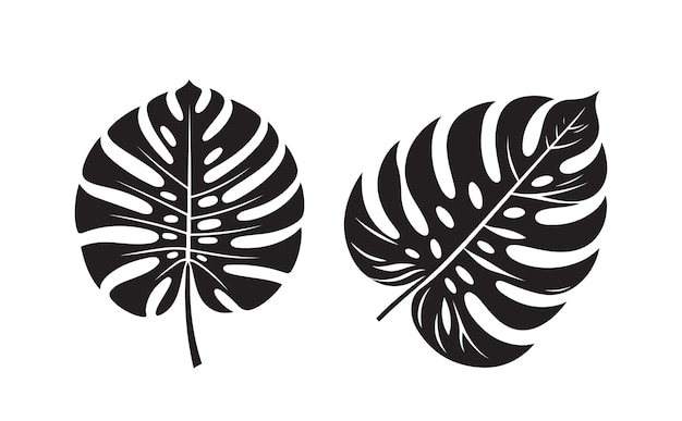Conjunto de hojas de Monstera sobre el fondo blanco silueta de hojas De Monstera