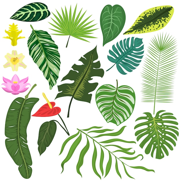 Vector conjunto de hojas de naturaleza