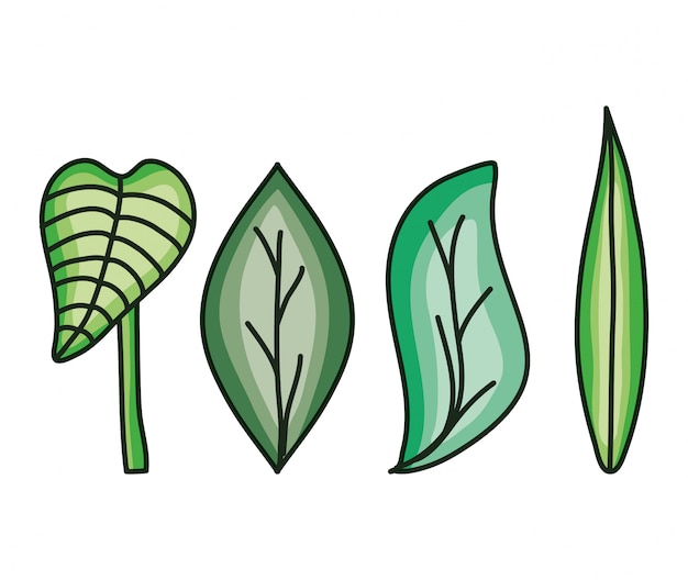 Vector conjunto de hojas naturaleza