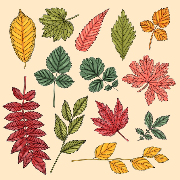 Vector conjunto de hojas de otoño hojas de árboles de colores