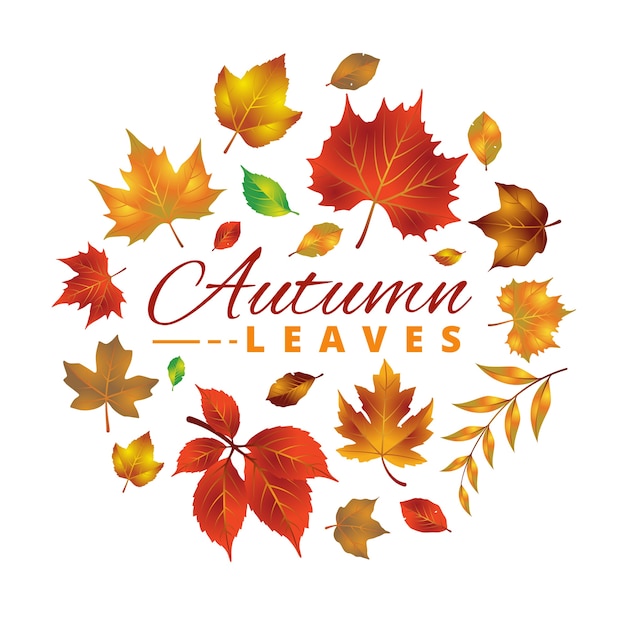 Conjunto de hojas de otoño / otoño realistas