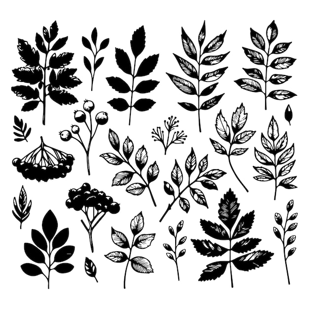 Conjunto de hojas de otoño, ramas, bayas, ramitas, boceto vectorial simple dibujado a mano para la temporada.