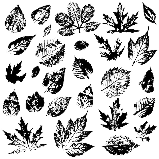 Conjunto de hojas de otoño sobre un fondo blanco Estampado de hojas con textura