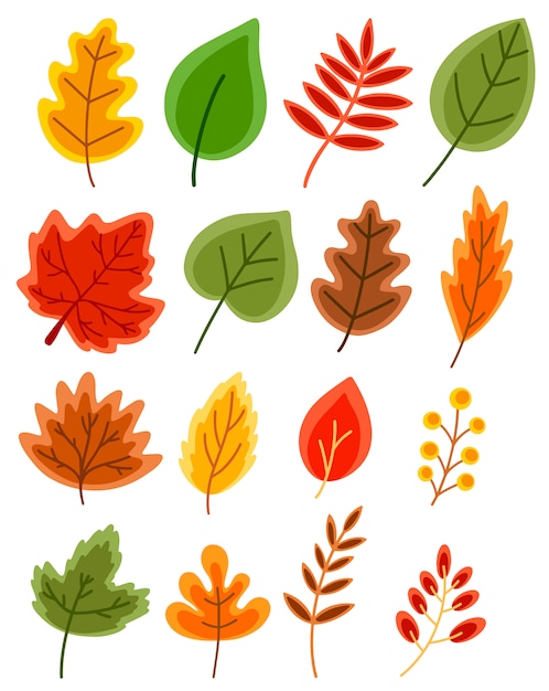 Conjunto de hojas de otoño vector plano de roble, arce, serbal, abedul aislado en blanco