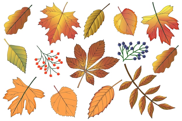 Conjunto de hojas de otoñoHojas de otoño dibujadas a manoIlustración vectorial plana