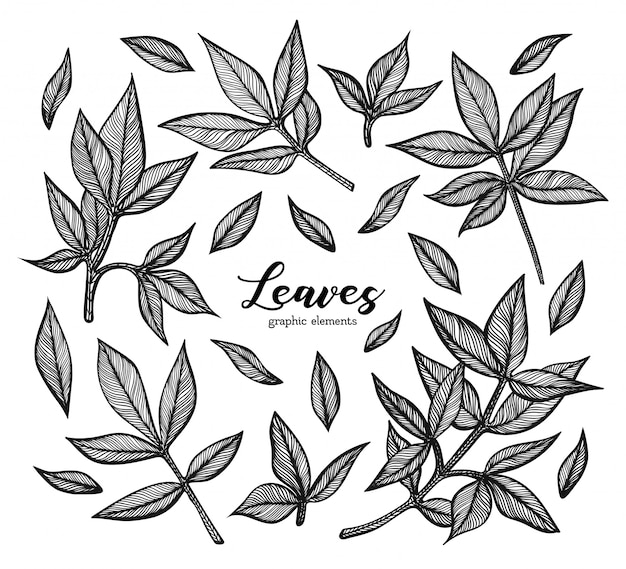 Un conjunto de hojas de peonía gráfica. ilustración detallada de la hoja dibujada a mano.
