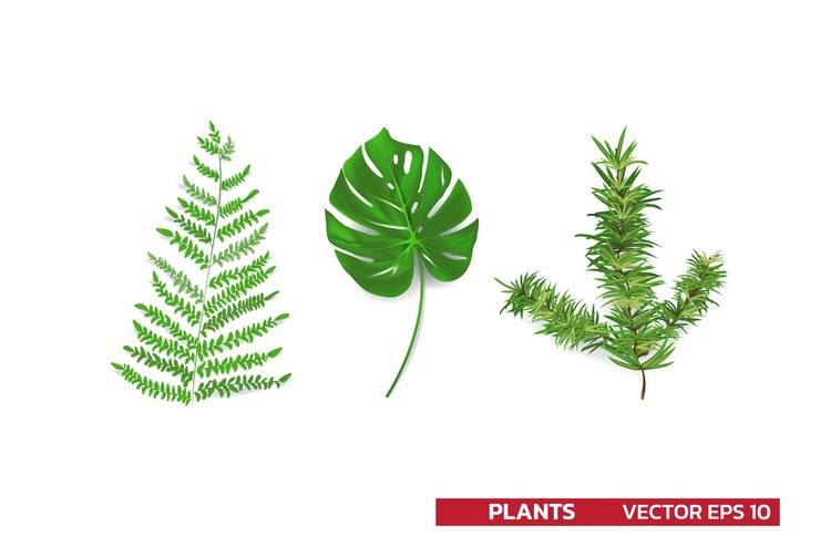 Vector conjunto de hojas de plantas de bosques tropicales monstera helecho hoja de pino aislado en vector blanco realista