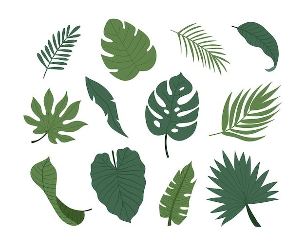 Vector conjunto de hojas de plantas exóticas tropicales